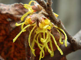 Hamamelis x intermedia "Arnold Promise" witch hazel flowers unfurling by garden muses: a Toronto gardening blog