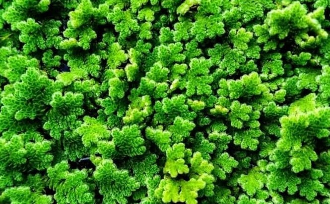 6 Pakan Lele Alternatif dari Tumbuhan PANENLELE