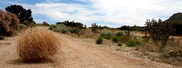 tumbleweed%252C+bola+rodante%252C+desierto%252C+sorrasca%252C+aulaga.jpg