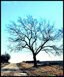 red bird flying into window meaning 6