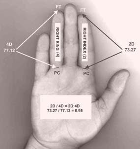 Average Size Of A Mans Penis 10