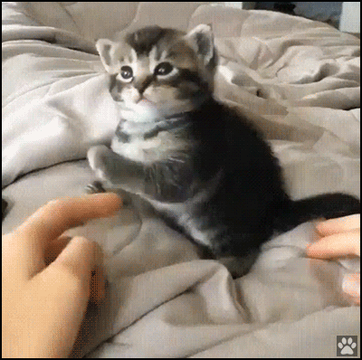Cute Cat GIF • Drunk Kitten fails field sobriety test losing his balance but he is so cute Cute Cat GIF • Drunk Kitten fails field sobriety test losing his balance but he is so cute