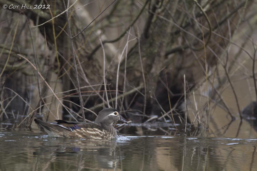 Country Captures Hoodies, Woodies, and Honkers