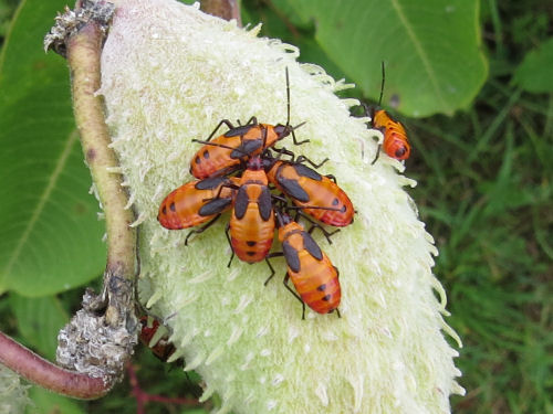 milkweed bug