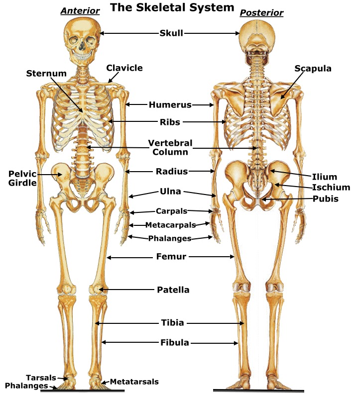 Skeleton Bitmap Resources for NSW Stage 2: HSIE: The Skeletal System