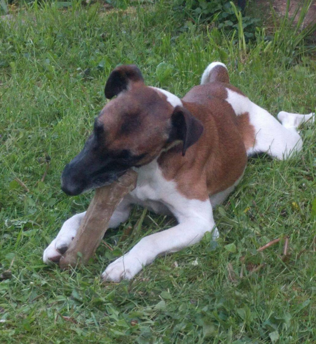 Für den Hund