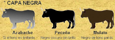 Toro de Lidia