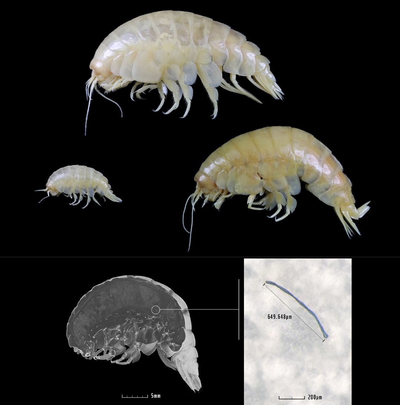 Hadal amphipod