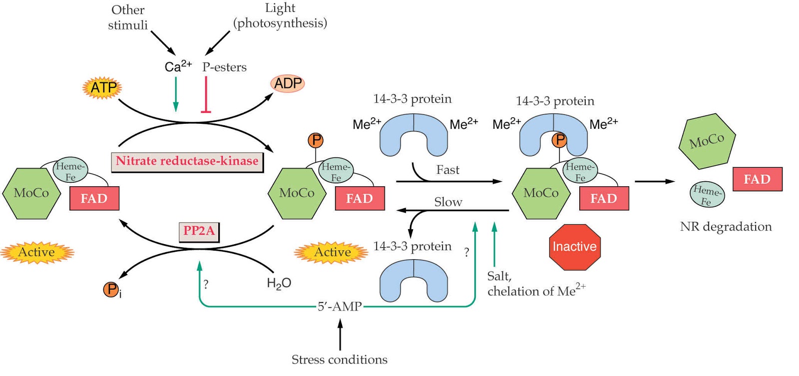 Biology learning Explain the structure and mechanism of Nitrate