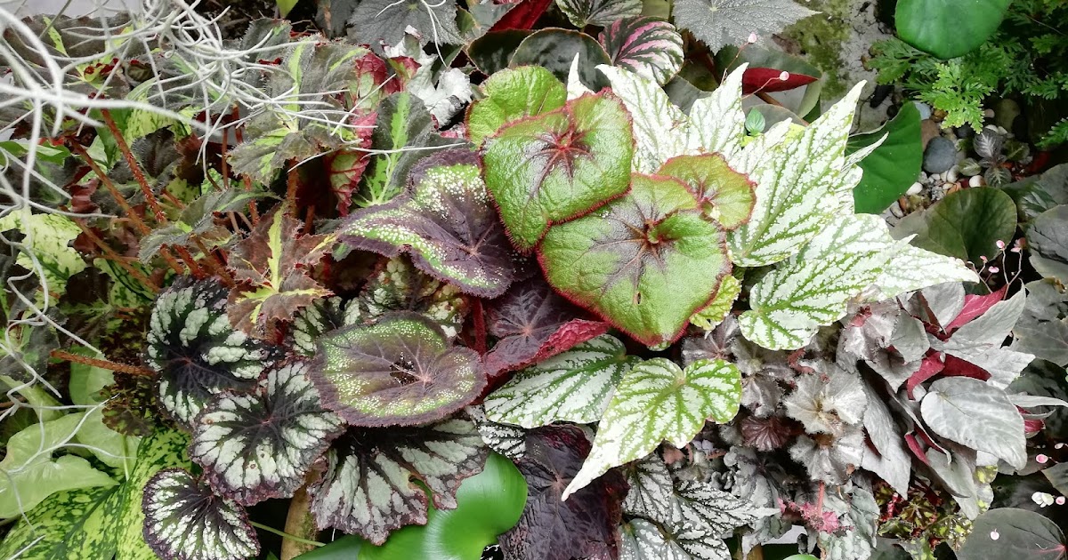 Garden Chronicles : 91 Different Types of Begonias - Names and Images  (Updated 18 Nov 2022)