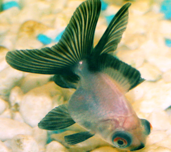 Panda Telescope Goldfish Characteristics, Diet & Uses