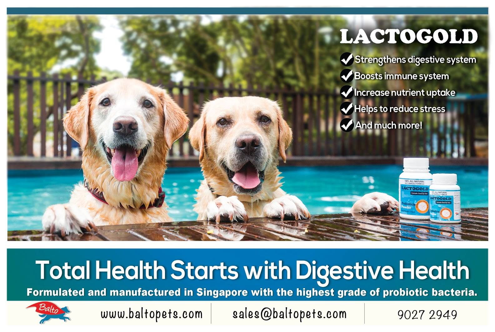 charcoal labrador retriever puppies for sale