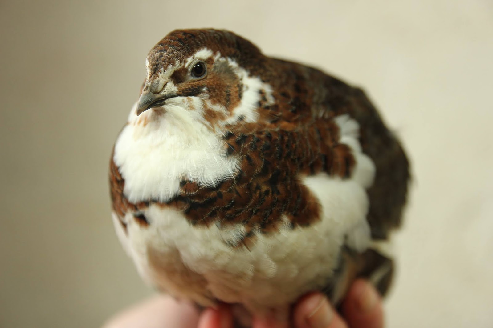 Colours of Coturnix Japonica Quail Part Three - White, Panda, Tibetan