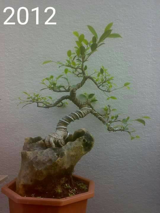 Bonsai Kimeng Mame Juara