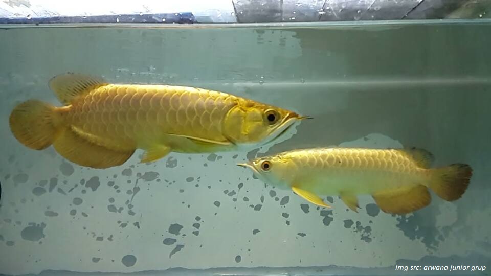 Cara Merawat Ikan Arwana yang Baik Pusat Ikan Koi jpg (960x540)