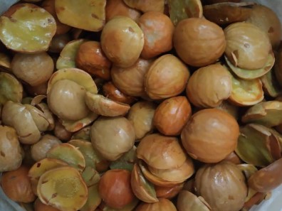 Kandungan Nutrisi dan Manfaat Jengkol untuk Kesehatan - Media Bengkah