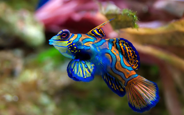 fish live wallpaper iphone fish live wallpaper iphone