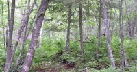 Day Hiking Trails: See trees from 1800s in Gov. Knowles forest