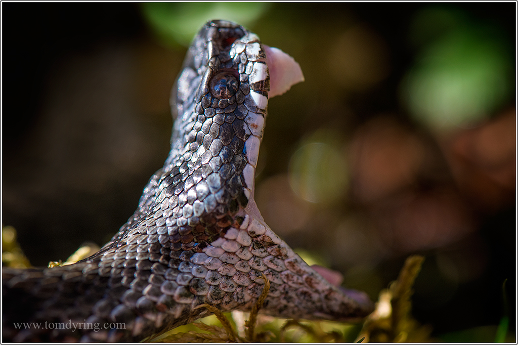 TOM DYRING WILDPHOTO / NN: ADDERS WITH PREY / HUGGORM