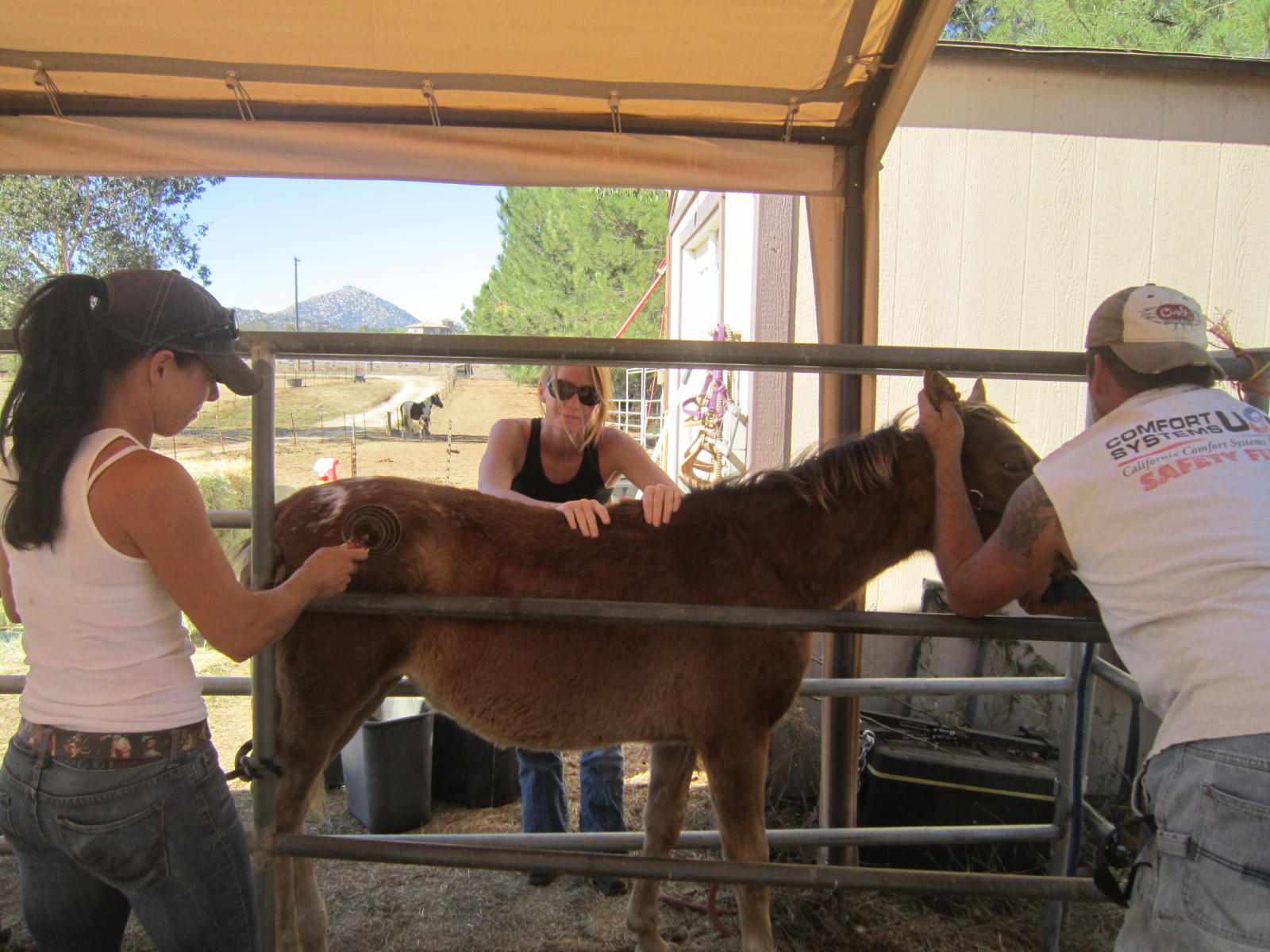 Equine WellBeing Rescue, Inc. Bambi Orphaned foal from Fallon Feedlot