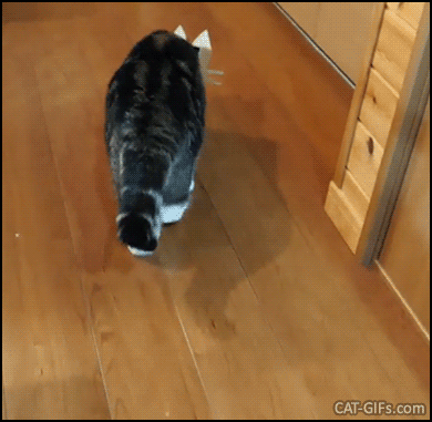 Funny cat GIF • Maru with head in a tiny cardboard box as mask. He loves boxes whatever! Funny cat GIF • Maru with head in a tiny cardboard box as mask. He loves boxes whatever!