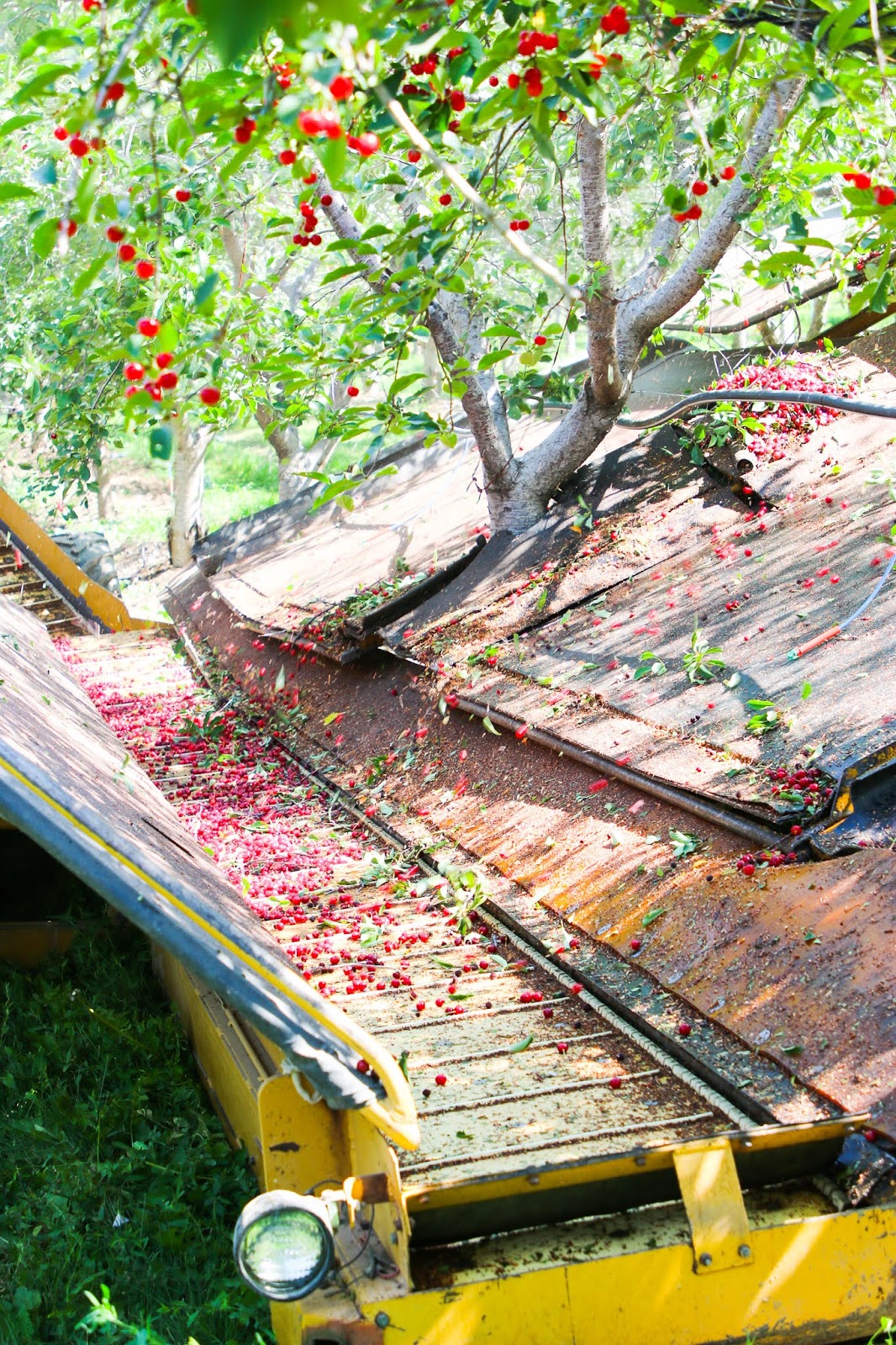 Cherry Hill Farms, Genola Utah The Happy Flammily