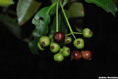Guamirim ferro (Myrcia cruciflora)