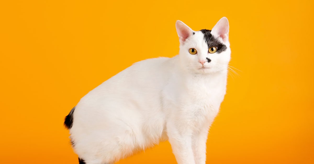 Японская белая кошка. Японский бобтейл. Японский бобтейл кошка. Японский бобтейл пушистый. Кошка Japanese Bobtail