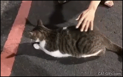 Funny Cat GIF • Up and down • Hilarious Elevator butt • Cat loves when her human pets her hot spot. Funny Cat GIF • Up and down • Hilarious Elevator butt • Cat loves when her human pets her hot spot.