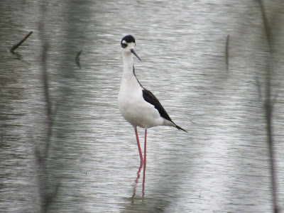 Black-necked Stilt