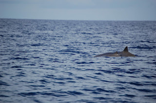 Yavrusu ile su yüzeyinde bir çift Sık dişli gagalı balina