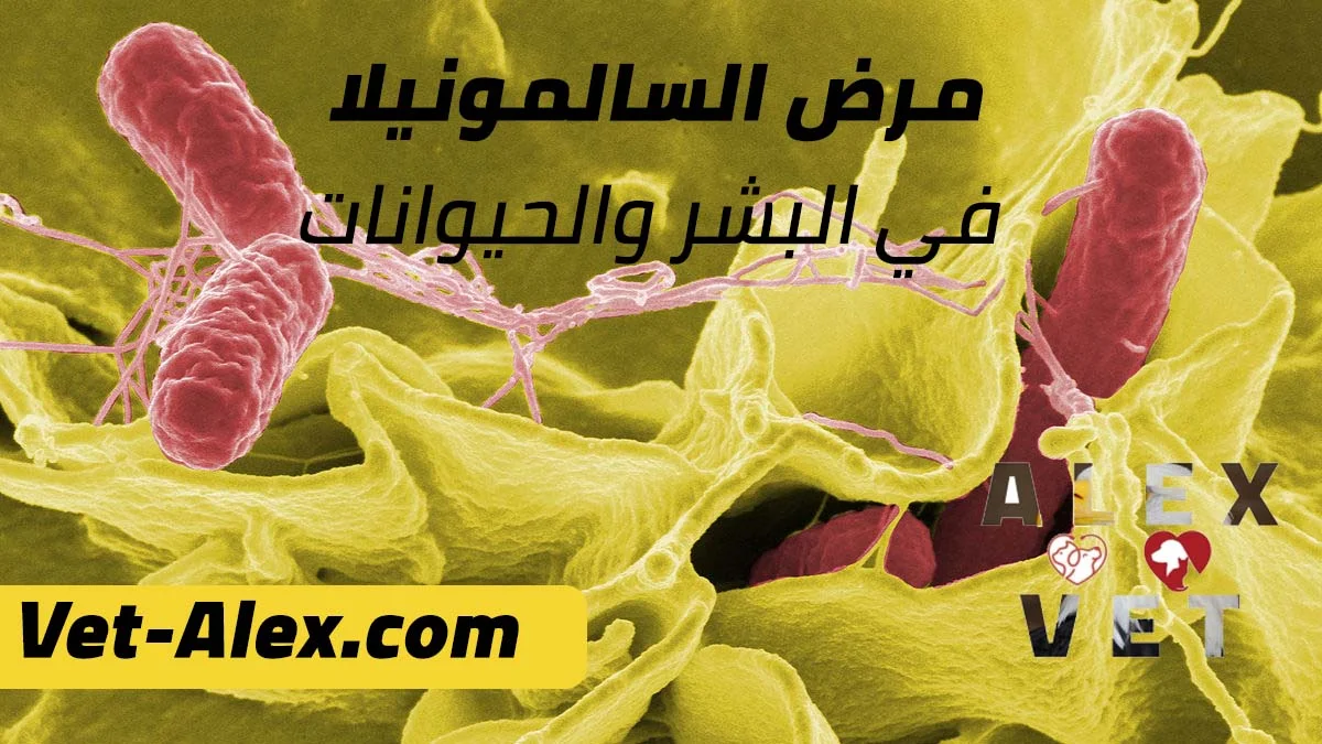 معلومات عن مرض السالمونيلا وطرق العلاج والوقاية - علاج السالمونيلا في الحمام والطيور