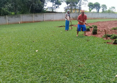 Tukang Rumput | Tukang Rumput Cengkareng | Jual Rumput di Cengkareng - Tukang Rumput Bogor
