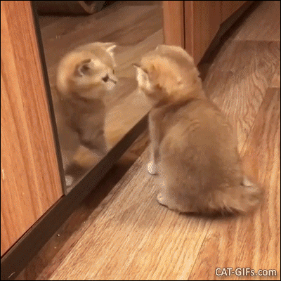 Cute Kitten GIF • Funny Kitty discovers his own reflection in the mirror and wants to snuggle with this new friend Cute Kitten GIF • Funny Kitty discovers his own reflection in the mirror and wants to snuggle with this new friend
