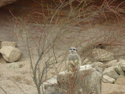 Meerkat on lookout for Hyena's or Zoo Keepers