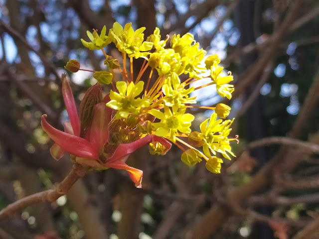 acer Globosum