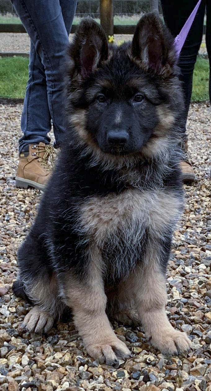 Best German Shepherd Breeders In Uk 2022 Top 3 Picks