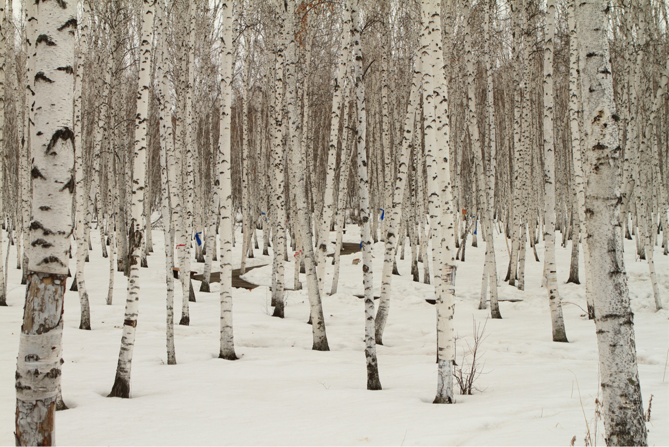 Pin by Guzal Latypova on birches | Nature, Best day ever, Dark shades