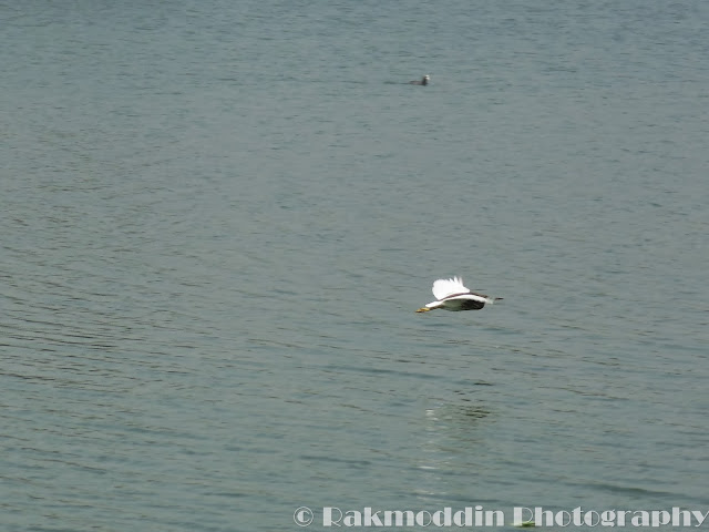 Pond Heron at Pashan Lake, Pune, Maharashtra, India