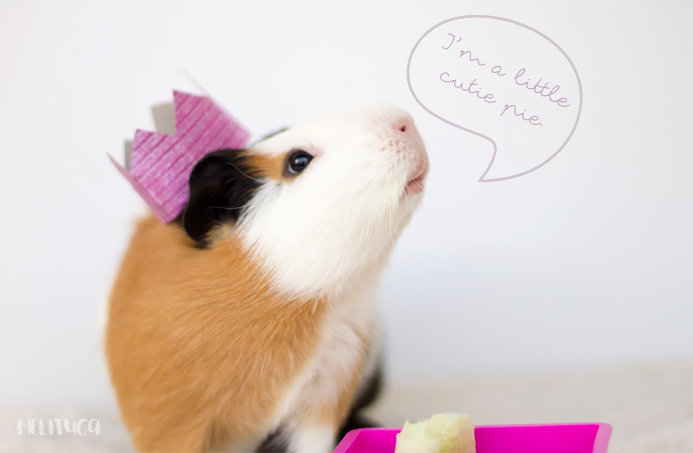 12 cosas Kevin cobaya fotografía