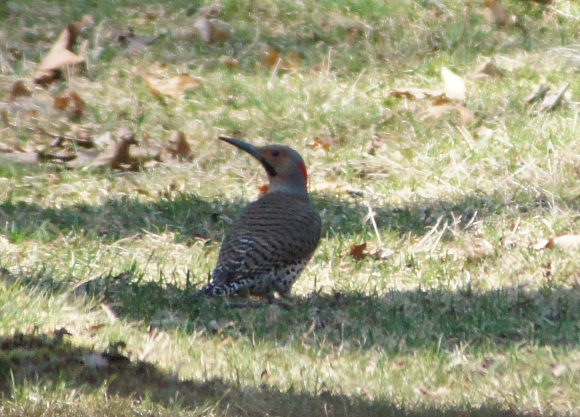 Things with Wings Birds at Mount Auburn Cemetery