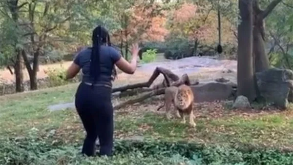 Video shows woman taunt lion and dance inside enclosure, New York, News, Humor, Lifestyle & Fashion, Dance, Woman, Video, America, World.