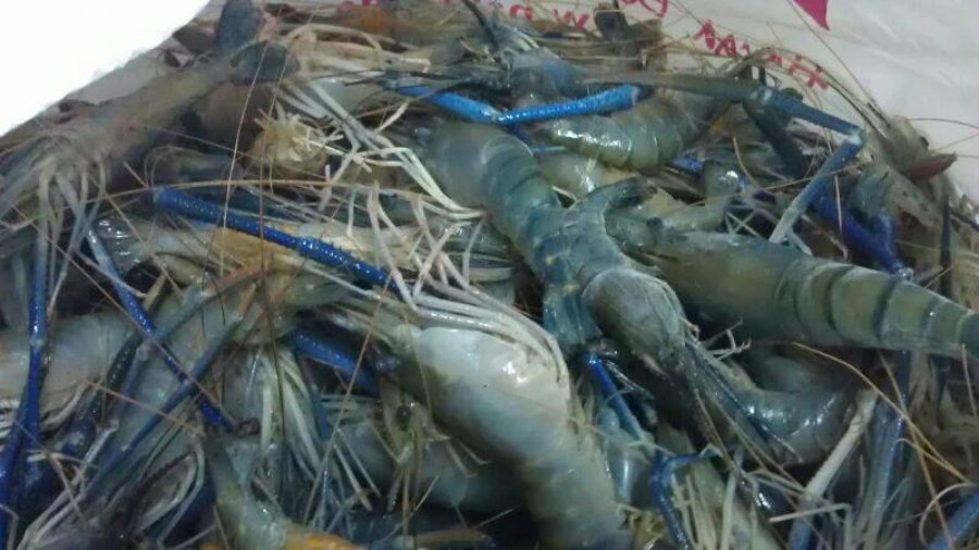 Jual Supplier Udang Galah Mulyadi Agromaret