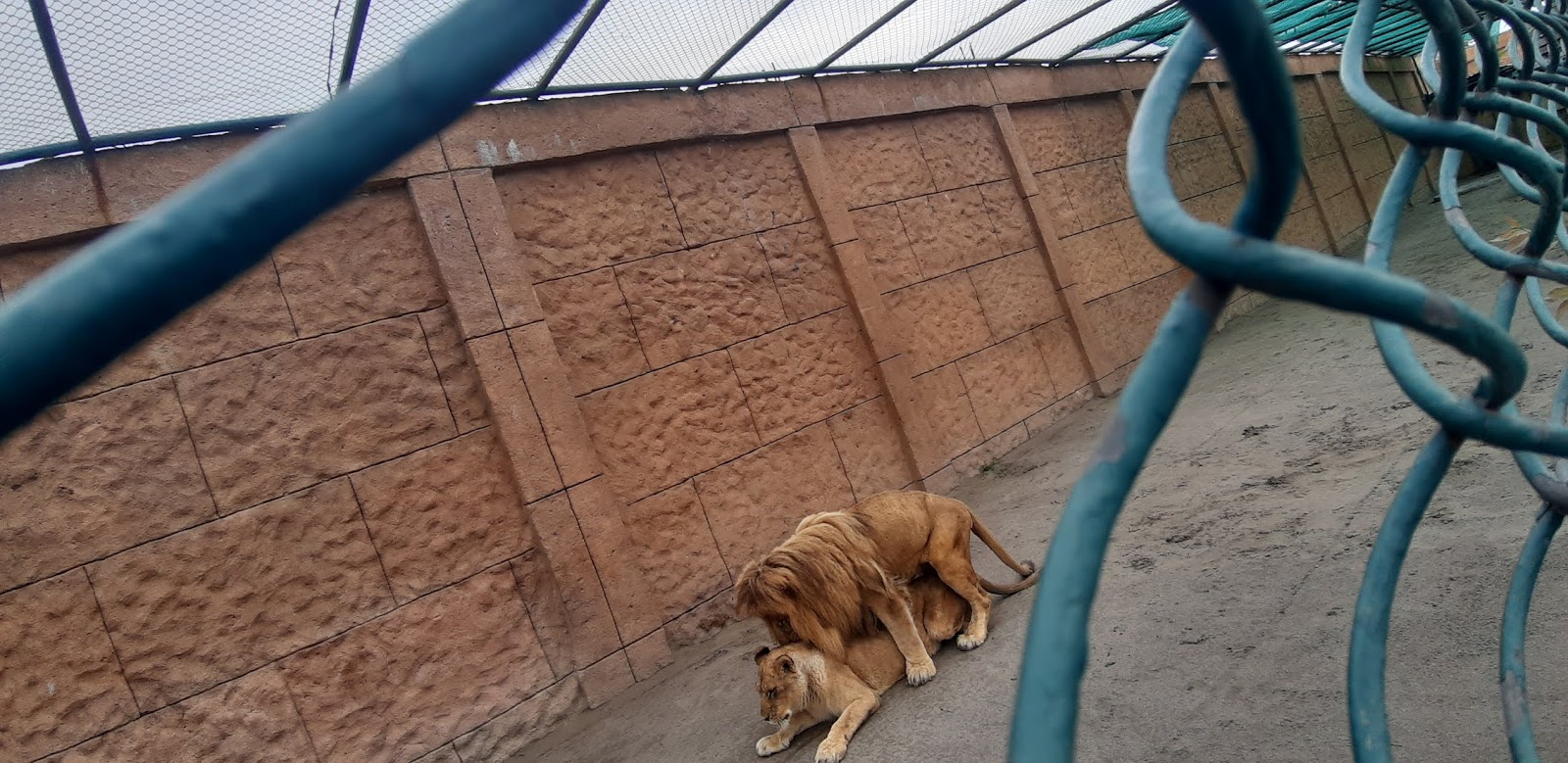 10 Facts About Lions Wild Life