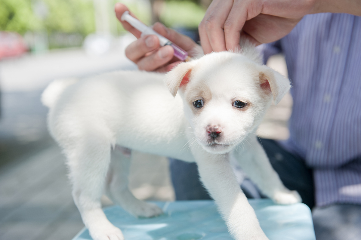 can a dog get parvo when vaccinated
