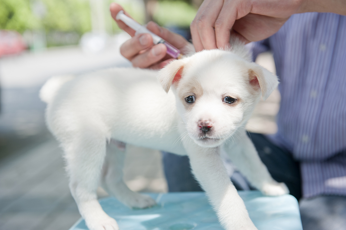 The Great Dog Vaccination Debate Australian Dog Lover The Great Dog Vaccination Debate Australian Dog Lover