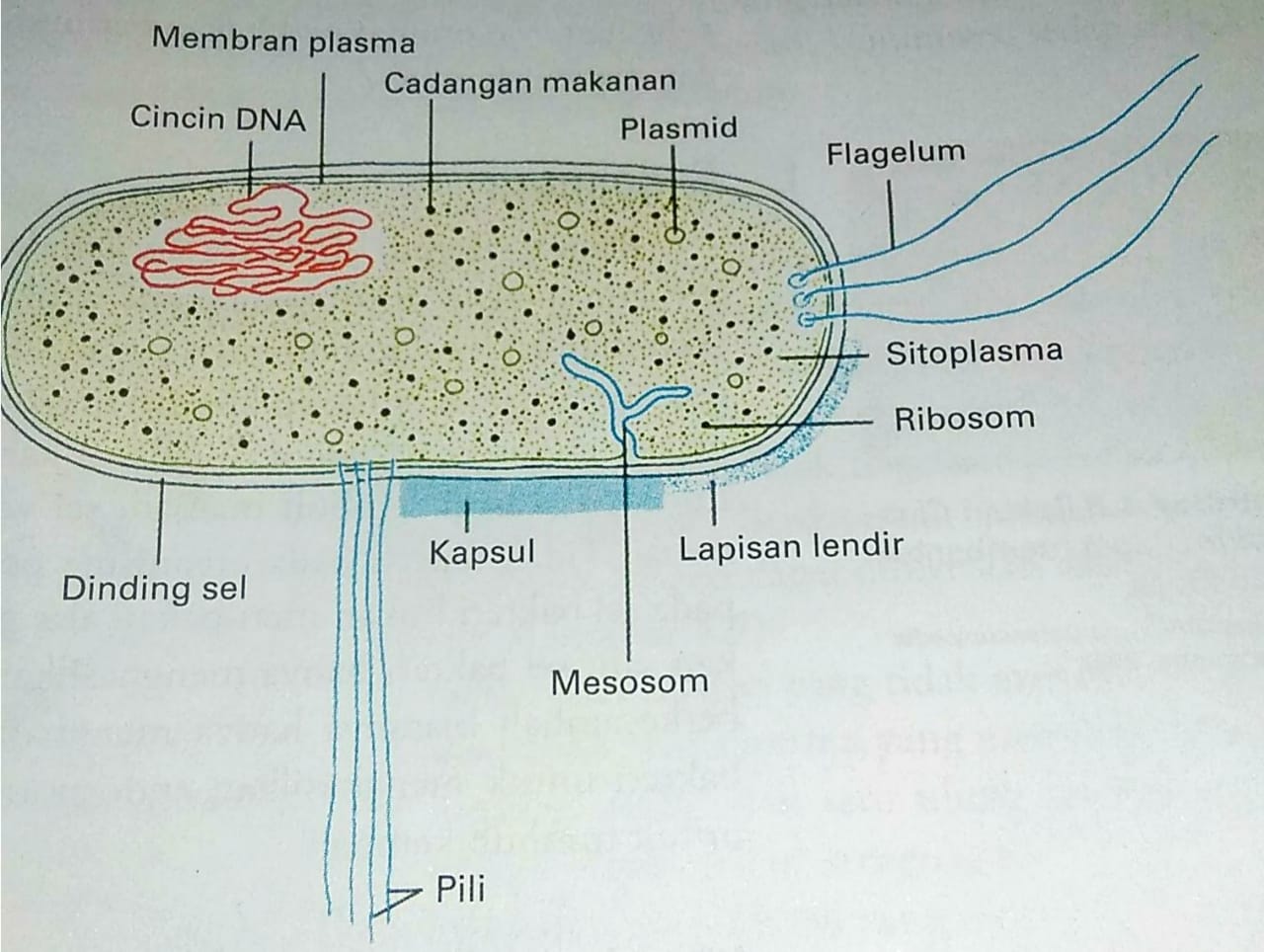 Dunia Biologi: EUBACTERIA