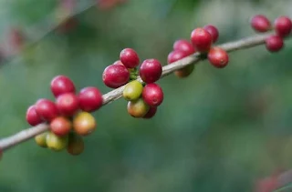 Coffee plant in Africa