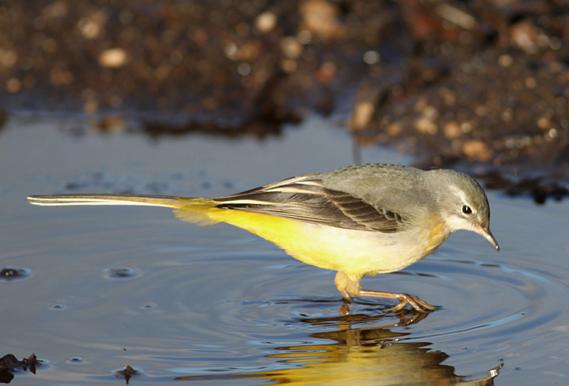 Another Bird Blog Grey Or Yellow? Another Bird Blog Grey Or Yellow?