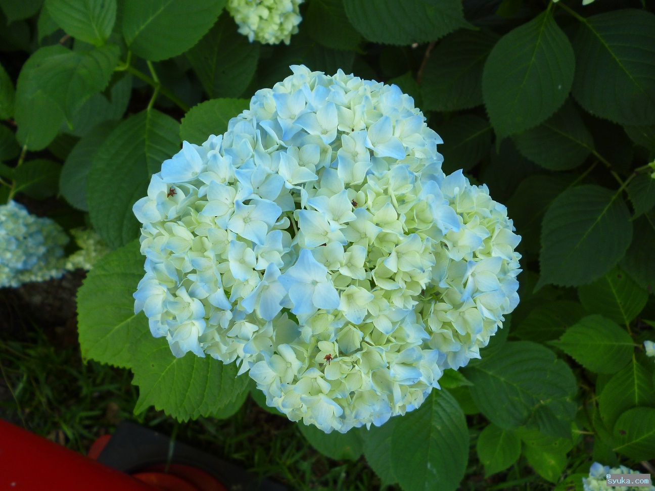 紫陽花 紫陽花